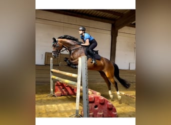 Baden-Wurtemberger, Caballo castrado, 12 años, 164 cm, Castaño
