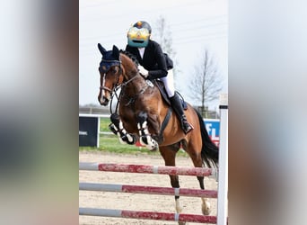 Baden-Wurtemberger, Caballo castrado, 12 años, 164 cm, Castaño