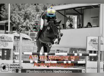 Baden-Wurtemberger, Caballo castrado, 12 años, 164 cm, Castaño