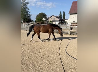 Baden-Wurtemberger, Caballo castrado, 12 años, 164 cm, Castaño