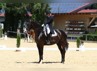 Baden-Wurtemberger, Caballo castrado, 12 años, 169 cm, Negro