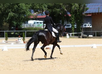 Baden-Wurtemberger, Caballo castrado, 12 años, 169 cm, Negro