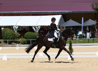 Baden-Wurtemberger, Caballo castrado, 12 años, 169 cm, Negro