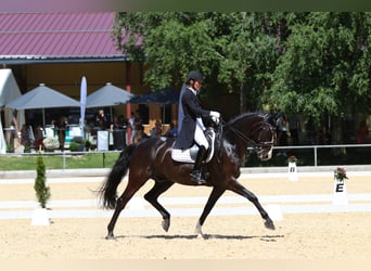 Baden-Wurtemberger, Caballo castrado, 12 años, 169 cm, Negro