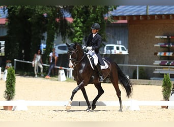Baden-Wurtemberger, Caballo castrado, 12 años, 169 cm, Negro