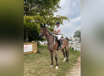 Baden-Wurtemberger, Caballo castrado, 12 años, 176 cm, Buckskin/Bayo