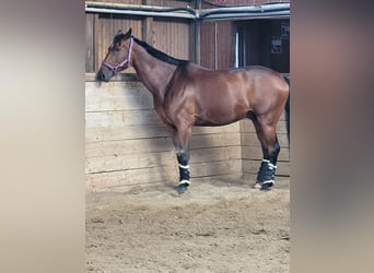 Baden-Wurtemberger, Caballo castrado, 12 años, 176 cm, Castaño