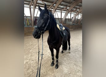 Baden-Wurtemberger, Caballo castrado, 12 años, 178 cm, Negro