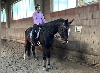 Baden-Wurtemberger, Caballo castrado, 13 años, 168 cm, Castaño oscuro