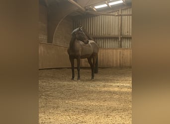 Baden-Wurtemberger, Caballo castrado, 13 años, Castaño