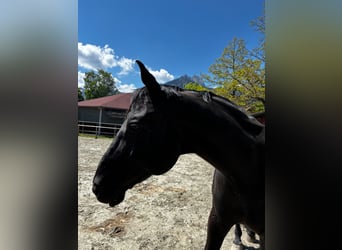 Baden-Wurtemberger, Caballo castrado, 14 años, 165 cm, Negro