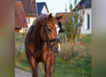 Baden-Wurtemberger, Caballo castrado, 14 años, 168 cm, Alazán