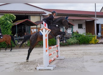 Baden-Wurtemberger, Caballo castrado, 14 años, 172 cm, Castaño oscuro