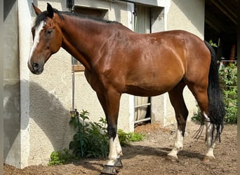 Baden-Wurtemberger, Caballo castrado, 14 años