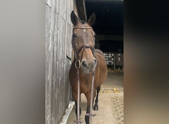 Baden-Wurtemberger, Caballo castrado, 15 años, 168 cm, Castaño