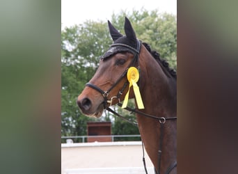 Baden-Wurtemberger, Caballo castrado, 16 años, 178 cm, Castaño oscuro