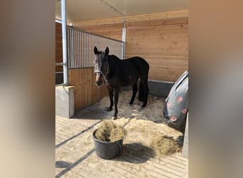 Baden-Wurtemberger, Caballo castrado, 22 años, 173 cm, Castaño oscuro