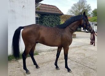 Baden-Wurtemberger, Caballo castrado, 3 años, 161 cm, Castaño