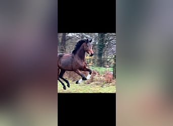 Baden-Wurtemberger, Caballo castrado, 3 años, 161 cm, Castaño