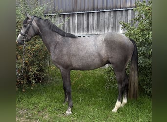 Baden-Wurtemberger, Caballo castrado, 3 años, 163 cm, Tordo