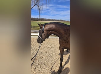 Baden-Wurtemberger, Caballo castrado, 3 años, 165 cm, Negro