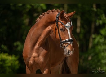 Baden-Wurtemberger, Caballo castrado, 3 años, 166 cm, Alazán