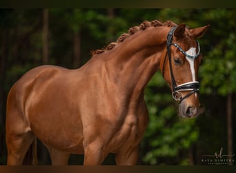 Baden-Wurtemberger, Caballo castrado, 3 años, 166 cm, Alazán