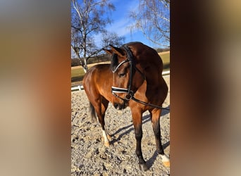 Baden-Wurtemberger, Caballo castrado, 3 años, 167 cm, Castaño