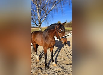 Baden-Wurtemberger, Caballo castrado, 3 años, 167 cm, Castaño