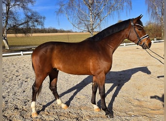 Baden-Wurtemberger, Caballo castrado, 3 años, 167 cm, Castaño