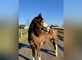 Baden-Wurtemberger, Caballo castrado, 4 años, 145 cm, Castaño