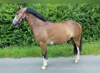 Baden-Wurtemberger, Caballo castrado, 4 años, 145 cm, Castaño