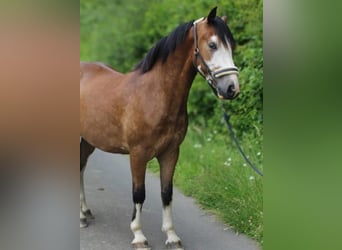 Baden-Wurtemberger, Caballo castrado, 4 años, 145 cm, Castaño