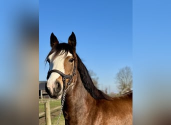 Baden-Wurtemberger, Caballo castrado, 4 años, 145 cm, Castaño