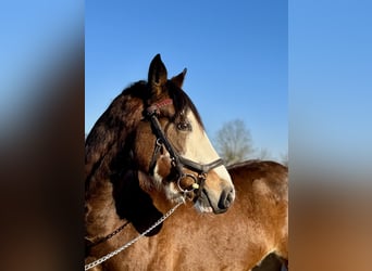 Baden-Wurtemberger, Caballo castrado, 4 años, 145 cm, Castaño