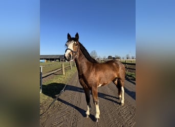 Baden-Wurtemberger, Caballo castrado, 4 años, 145 cm, Castaño