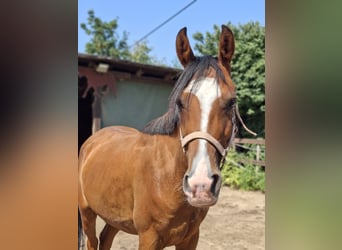 Baden-Wurtemberger, Caballo castrado, 4 años, 145 cm, Castaño claro