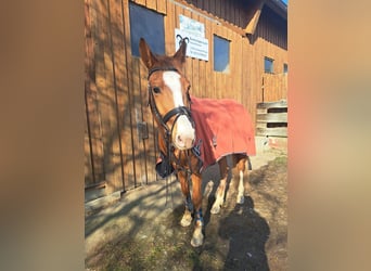 Baden-Wurtemberger, Caballo castrado, 4 años, 160 cm, Alazán