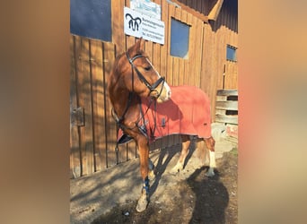 Baden-Wurtemberger, Caballo castrado, 4 años, 160 cm, Alazán