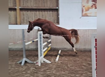 Baden-Wurtemberger, Caballo castrado, 4 años, 160 cm, Alazán