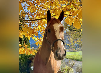 Baden-Wurtemberger, Caballo castrado, 4 años, 165 cm, Alazán