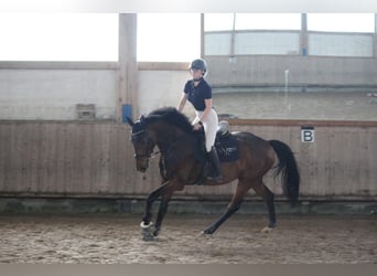 Baden-Wurtemberger, Caballo castrado, 4 años, 165 cm, Castaño