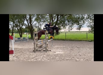 Baden-Wurtemberger, Caballo castrado, 4 años, 165 cm, Castaño