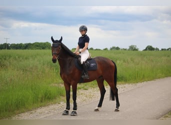 Baden-Wurtemberger, Caballo castrado, 4 años, 165 cm, Castaño