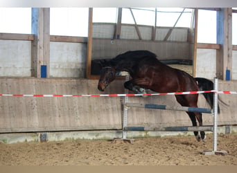 Baden-Wurtemberger, Caballo castrado, 4 años, 165 cm, Castaño