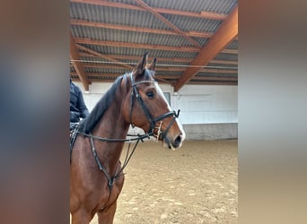 Baden-Wurtemberger, Caballo castrado, 4 años, 165 cm, Castaño