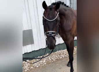 Baden-Wurtemberger, Caballo castrado, 4 años, 167 cm