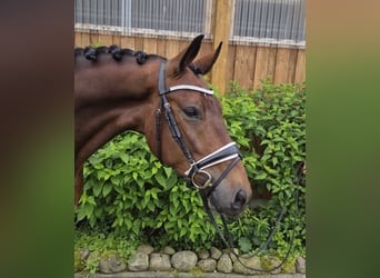 Baden-Wurtemberger, Caballo castrado, 4 años, 167 cm, Castaño