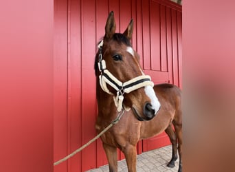 Baden-Wurtemberger, Caballo castrado, 4 años, 167 cm, Castaño