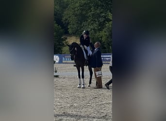 Baden-Wurtemberger, Caballo castrado, 4 años, 167 cm, Castaño oscuro